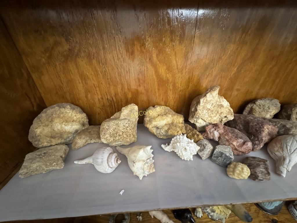 Collection of seashells and rock formations