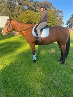 (VIC) DALLAS - QH GELDING