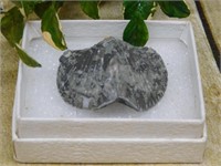 BRACHIOPOD ROCK STONE LAPIDARY SPECIMEN