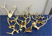 LOT OF DEER ANTLERS