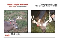 Red 1465 Trophy Buck