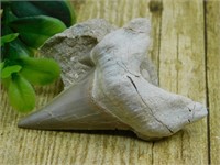 SHARK TOOTH ROCK STONE LAPIDARY SPECIMEN