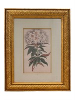 Framed Rhododendron Botanical Print