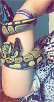 Normal ball python