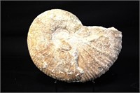 GIANT UNPOLISHED  AMMONITE FOSSIL ON STAND