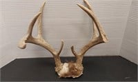 5x3 deer antler. Part of bone is broken-see photo