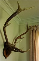 5x5 Elk Horn Mount