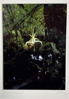 ''GHOST LILY'' PHOTO BY JEFF RIPPLE