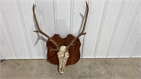 Elk Skull mount