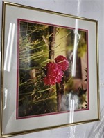 Peony Framed Print