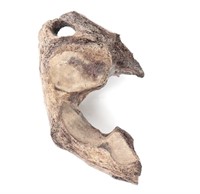 Large Section of Cave Bear Pelvis, Over 40,000 Yea