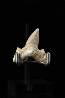 Shark tooth - L: 1.70", W:1.40"
