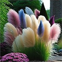 300+ Seeds -Rare Pampas Mix Color Grass Seeds