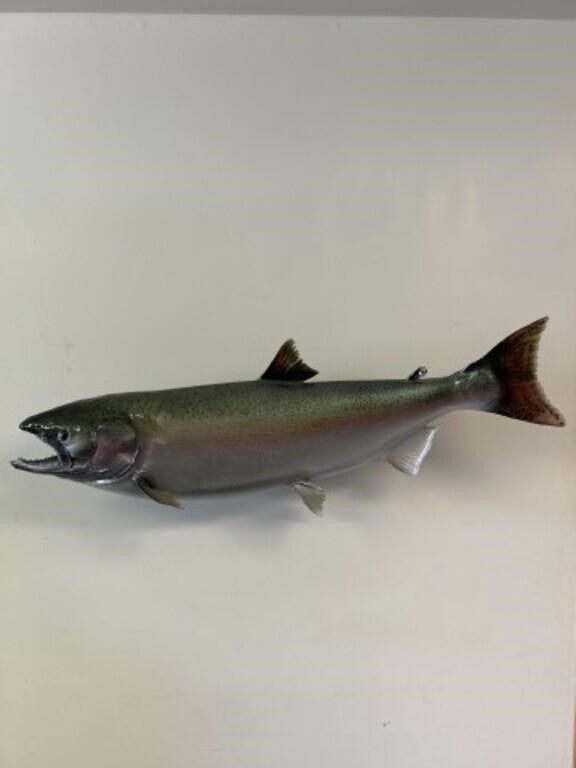 Rainbow trout wall hanging mount, approximately