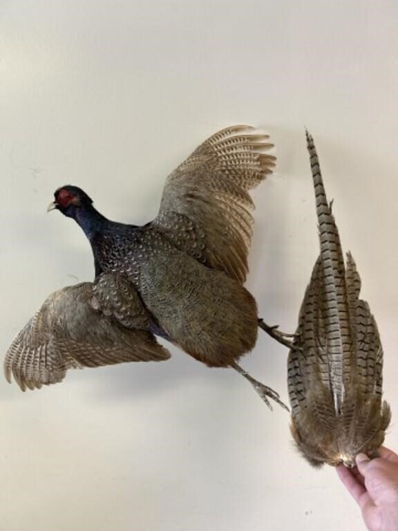 Pheasant wall hanging mount, tail is unattached