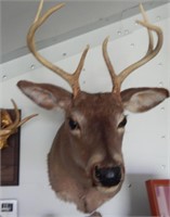 6 point mounted deer head