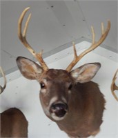 Mounted deer head