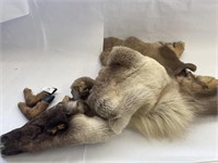 Caribou Hide and Whitetail Deer Hooves
