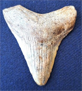 LARGE MEGALODON ? SHARKS TOOTH 3" LONG