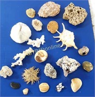 Assorted Sea Shells