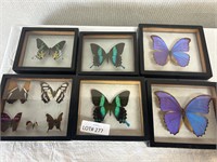 6pc Butterfly Specimen Display Boxes Smaller