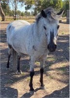 (VIC): BLUE - Palouse Pony Mare