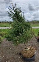 Serbian Spruce Tree. 7' tall. Tall growing, over