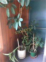 3 Household Plants