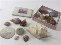 Sea shell collection