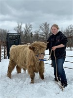 Yr old mid size highland bull, out of silver bull