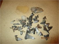 Lot of Shark Teeth