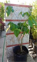 Asimina Triloba