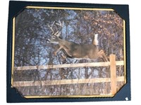 Framed Photo of Leaping Stag