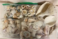 Sea Shells 4 Bags ++