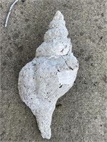 Large Conch Shell is 12in L x 5in D