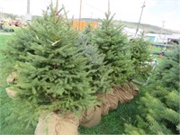 BLUE SPRUCE, THIS IS 5 TIMES THE BID AMOUNT