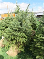 BLUE SPRUCE- THIS IS 5 TIMES THE BID AMOUNT