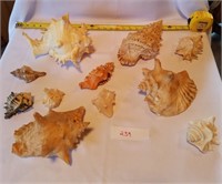 11 Pieces Murex/Conch Seashells