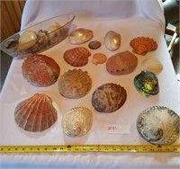 Large Lot Clam/Wing Type Seashells
