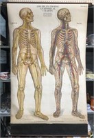 Ca. 1918 A.J. Nystrom Vintage Anatomical Chart.