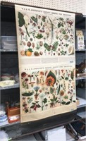 Vintage "Botany Sheets for Beginners" Wall Chart.