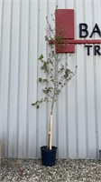 Red Maple (Lot of 1 Tree)
