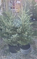 5 - 2' - 3' Potted Spruce Trees - Each