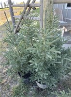 5 - 2' - 3' Potted Spruce Trees - Each