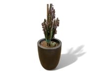 Live Cactus In 23 Inch Tall Planter
