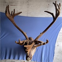 Massive caribou mount, antlers still have velvet w