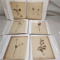 Three books of antique pressed flowers