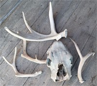 Deer & Moose Antlers+  Skull