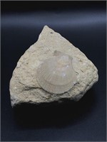 Fossilized Sea Shell on Sandstone