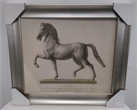 Framed print of an Italian engraving of a horse